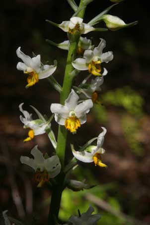 Gavulea venosa